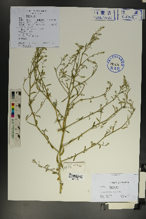  (Corispermum mongolicum - Ge01823)  @11 [ ] CreativeCommons  Attribution Non-Commercial Share-Alike  Unspecified Herbarium of South China Botanical Garden