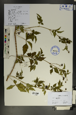  ( - Ge01829)  @11 [ ] CreativeCommons  Attribution Non-Commercial Share-Alike  Unspecified Herbarium of South China Botanical Garden