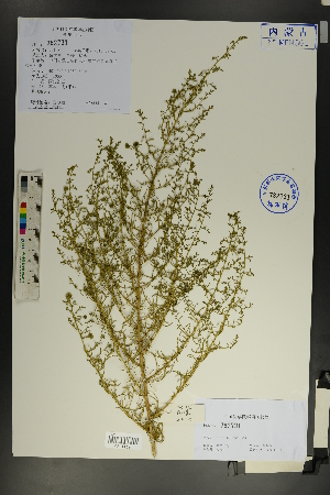 (Artemisia lagocephala - Ge01834)  @11 [ ] CreativeCommons  Attribution Non-Commercial Share-Alike  Unspecified Herbarium of South China Botanical Garden