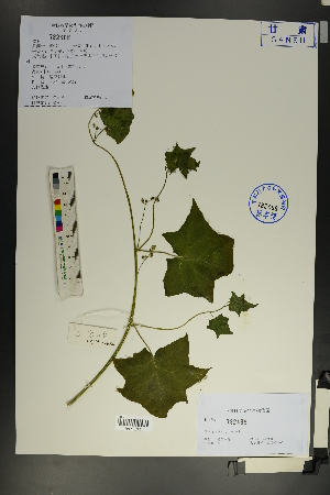  (Chenopodium hybridum - Ge01836)  @11 [ ] CreativeCommons  Attribution Non-Commercial Share-Alike  Unspecified Herbarium of South China Botanical Garden