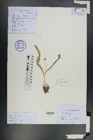  (Allium fetisowii - Ge01062)  @11 [ ] CreativeCommons  Attribution Non-Commercial Share-Alike  Unspecified Herbarium of South China Botanical Garden
