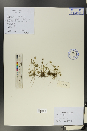  (Ranunculus radicans - Ge01063)  @11 [ ] CreativeCommons  Attribution Non-Commercial Share-Alike  Unspecified Herbarium of South China Botanical Garden