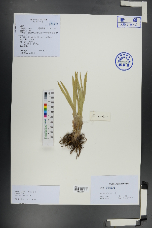  (Eremurus altaicus - Ge01070)  @11 [ ] CreativeCommons  Attribution Non-Commercial Share-Alike  Unspecified Herbarium of South China Botanical Garden