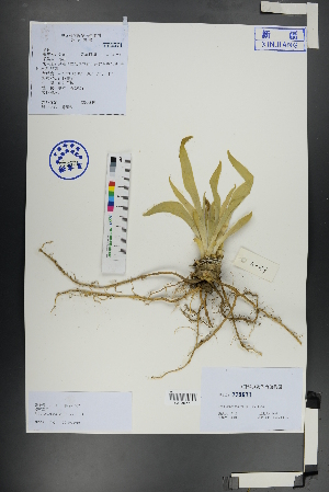  ( - Ge01072)  @11 [ ] CreativeCommons  Attribution Non-Commercial Share-Alike  Unspecified Herbarium of South China Botanical Garden