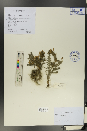  (Pedicularis semenowii - Ge01073)  @11 [ ] CreativeCommons  Attribution Non-Commercial Share-Alike  Unspecified Herbarium of South China Botanical Garden