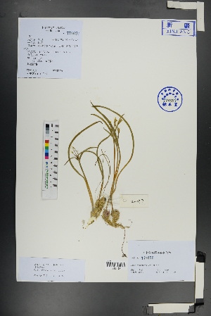 (Gagea fragifera - Ge01075)  @11 [ ] CreativeCommons  Attribution Non-Commercial Share-Alike  Unspecified Herbarium of South China Botanical Garden