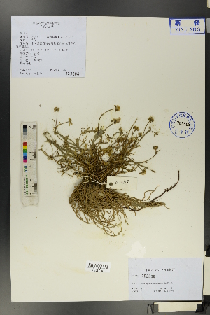  (Ranunculus songoricus - Ge01077)  @11 [ ] CreativeCommons  Attribution Non-Commercial Share-Alike  Unspecified Herbarium of South China Botanical Garden