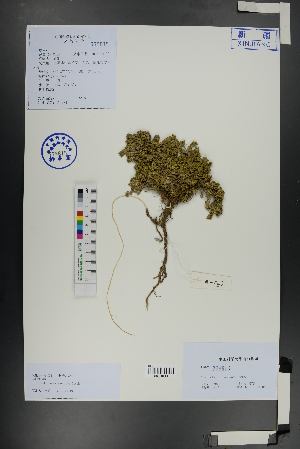 (Dracocephalum origanoides - Ge01081)  @11 [ ] CreativeCommons  Attribution Non-Commercial Share-Alike  Unspecified Herbarium of South China Botanical Garden