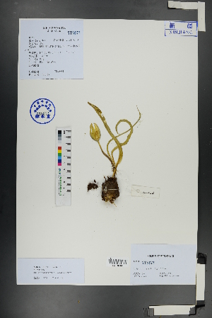  (Tulipa - Ge01082)  @11 [ ] CreativeCommons  Attribution Non-Commercial Share-Alike  Unspecified Herbarium of South China Botanical Garden