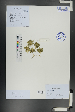  (Gentiana riparia - Ge01084)  @11 [ ] CreativeCommons  Attribution Non-Commercial Share-Alike  Unspecified Herbarium of South China Botanical Garden