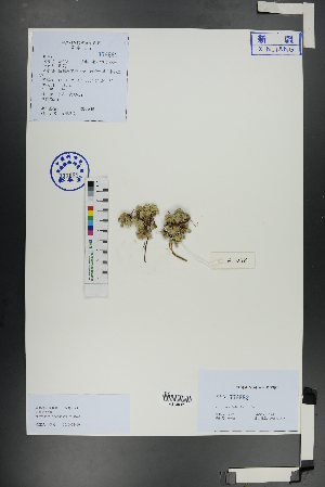 ( - Ge01086)  @11 [ ] CreativeCommons  Attribution Non-Commercial Share-Alike  Unspecified Herbarium of South China Botanical Garden