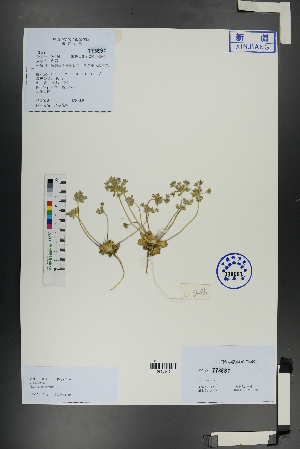  ( - Ge01094)  @11 [ ] CreativeCommons  Attribution Non-Commercial Share-Alike  Unspecified Herbarium of South China Botanical Garden