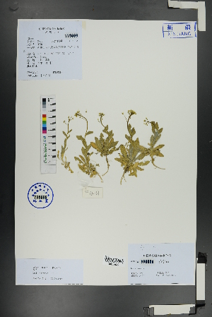  ( - Ge01095)  @11 [ ] CreativeCommons  Attribution Non-Commercial Share-Alike  Unspecified Herbarium of South China Botanical Garden