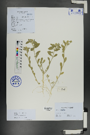  ( - Ge01097)  @11 [ ] CreativeCommons  Attribution Non-Commercial Share-Alike  Unspecified Herbarium of South China Botanical Garden