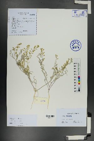  ( - Ge01098)  @11 [ ] CreativeCommons  Attribution Non-Commercial Share-Alike  Unspecified Herbarium of South China Botanical Garden