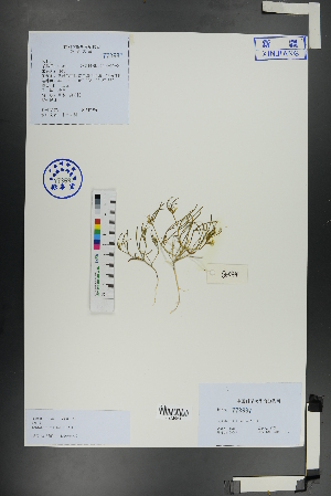  ( - Ge01102)  @11 [ ] CreativeCommons  Attribution Non-Commercial Share-Alike  Unspecified Herbarium of South China Botanical Garden