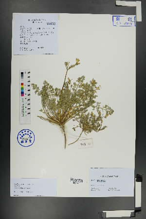  ( - Ge01106)  @11 [ ] CreativeCommons  Attribution Non-Commercial Share-Alike  Unspecified Herbarium of South China Botanical Garden