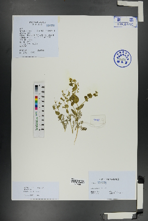  ( - Ge01109)  @11 [ ] CreativeCommons  Attribution Non-Commercial Share-Alike  Unspecified Herbarium of South China Botanical Garden