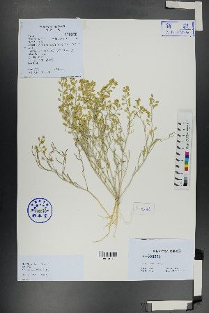  ( - Ge01124)  @11 [ ] CreativeCommons  Attribution Non-Commercial Share-Alike  Unspecified Herbarium of South China Botanical Garden
