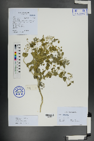  ( - Ge01127)  @11 [ ] CreativeCommons  Attribution Non-Commercial Share-Alike  Unspecified Herbarium of South China Botanical Garden