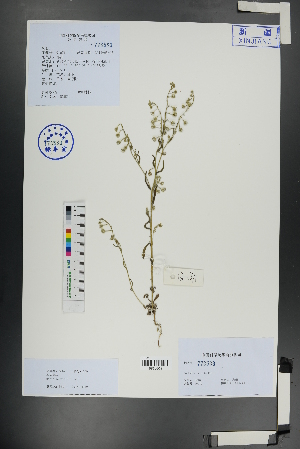  ( - Ge01129)  @11 [ ] CreativeCommons  Attribution Non-Commercial Share-Alike  Unspecified Herbarium of South China Botanical Garden
