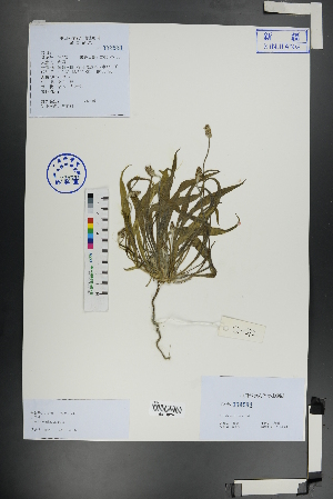  ( - Ge01130)  @11 [ ] CreativeCommons  Attribution Non-Commercial Share-Alike  Unspecified Herbarium of South China Botanical Garden