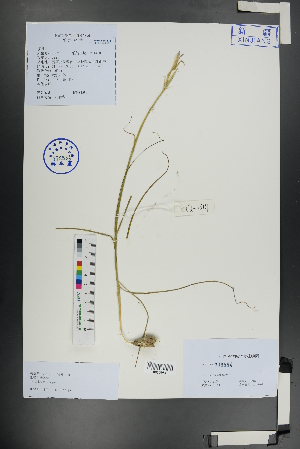  (Ixiolirion songaricum - Ge01132)  @11 [ ] CreativeCommons  Attribution Non-Commercial Share-Alike  Unspecified Herbarium of South China Botanical Garden