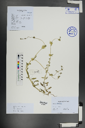  ( - Ge01137)  @11 [ ] CreativeCommons  Attribution Non-Commercial Share-Alike  Unspecified Herbarium of South China Botanical Garden