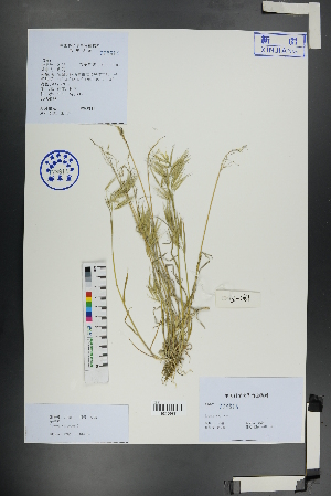  ( - Ge01139)  @11 [ ] CreativeCommons  Attribution Non-Commercial Share-Alike  Unspecified Herbarium of South China Botanical Garden