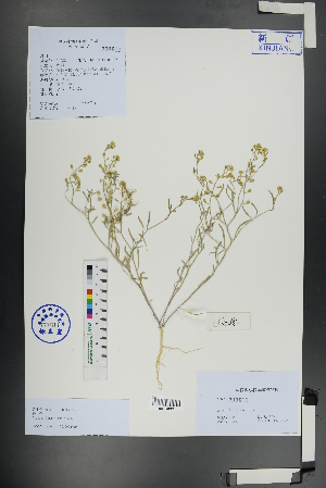  ( - Ge01140)  @11 [ ] CreativeCommons  Attribution Non-Commercial Share-Alike  Unspecified Herbarium of South China Botanical Garden
