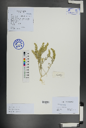  (Alyssum desertorum - Ge01142)  @11 [ ] CreativeCommons  Attribution Non-Commercial Share-Alike  Unspecified Herbarium of South China Botanical Garden
