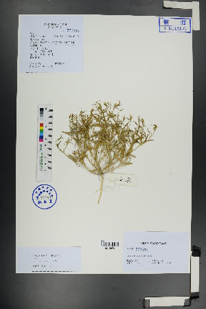  ( - Ge01143)  @11 [ ] CreativeCommons  Attribution Non-Commercial Share-Alike  Unspecified Herbarium of South China Botanical Garden