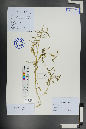  ( - Ge01145)  @11 [ ] CreativeCommons  Attribution Non-Commercial Share-Alike  Unspecified Herbarium of South China Botanical Garden