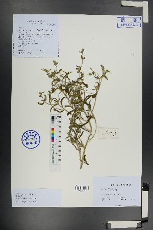  ( - Ge01152)  @11 [ ] CreativeCommons  Attribution Non-Commercial Share-Alike  Unspecified Herbarium of South China Botanical Garden