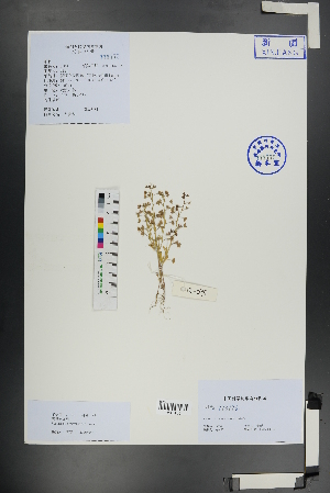  (Veronica campylopoda - Ge01153)  @11 [ ] CreativeCommons  Attribution Non-Commercial Share-Alike  Unspecified Herbarium of South China Botanical Garden