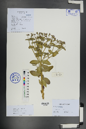  (Euphorbia rapulum - Ge01155)  @11 [ ] CreativeCommons  Attribution Non-Commercial Share-Alike  Unspecified Herbarium of South China Botanical Garden
