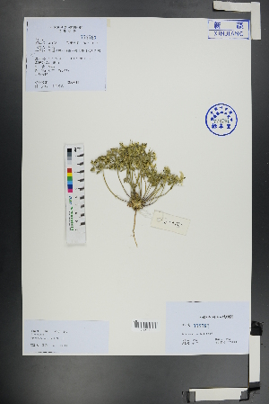  ( - Ge01163)  @11 [ ] CreativeCommons  Attribution Non-Commercial Share-Alike  Unspecified Herbarium of South China Botanical Garden