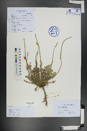 ( - Ge01171)  @11 [ ] CreativeCommons  Attribution Non-Commercial Share-Alike  Unspecified Herbarium of South China Botanical Garden