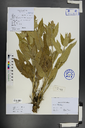  (Salvia japonica - Ge01172)  @11 [ ] CreativeCommons  Attribution Non-Commercial Share-Alike  Unspecified Herbarium of South China Botanical Garden