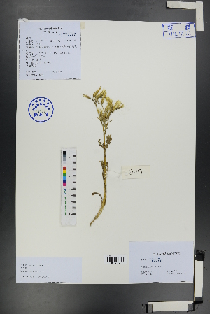  ( - Ge01175)  @11 [ ] CreativeCommons  Attribution Non-Commercial Share-Alike  Unspecified Herbarium of South China Botanical Garden