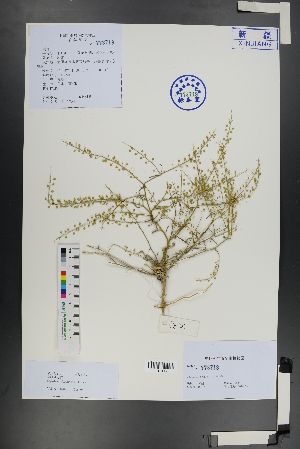  ( - Ge01182)  @11 [ ] CreativeCommons  Attribution Non-Commercial Share-Alike  Unspecified Herbarium of South China Botanical Garden