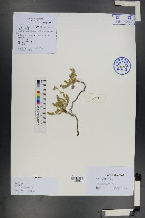  (Potentilla soongorica - Ge01183)  @11 [ ] CreativeCommons  Attribution Non-Commercial Share-Alike  Unspecified Herbarium of South China Botanical Garden