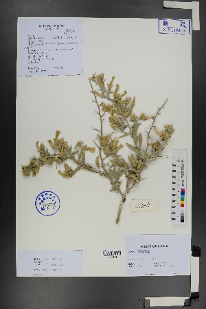  (Convolvulus fruticosus - Ge01186)  @11 [ ] CreativeCommons  Attribution Non-Commercial Share-Alike  Unspecified Herbarium of South China Botanical Garden