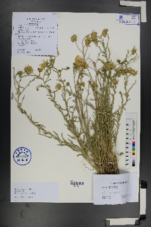  ( - Ge01187)  @11 [ ] CreativeCommons  Attribution Non-Commercial Share-Alike  Unspecified Herbarium of South China Botanical Garden