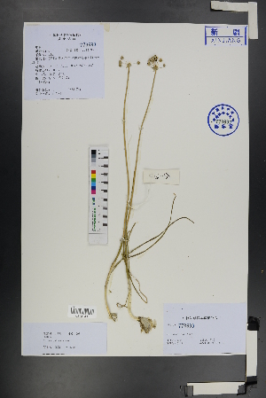  ( - Ge01196)  @11 [ ] CreativeCommons  Attribution Non-Commercial Share-Alike  Unspecified Herbarium of South China Botanical Garden