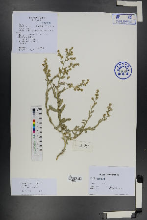  (Lepidium cordatum - Ge01202)  @11 [ ] CreativeCommons  Attribution Non-Commercial Share-Alike  Unspecified Herbarium of South China Botanical Garden