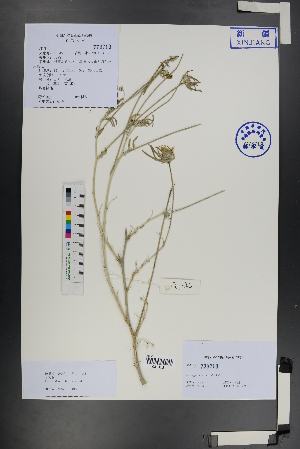  (Astragalus arbuscula - Ge01204)  @11 [ ] CreativeCommons  Attribution Non-Commercial Share-Alike  Unspecified Herbarium of South China Botanical Garden