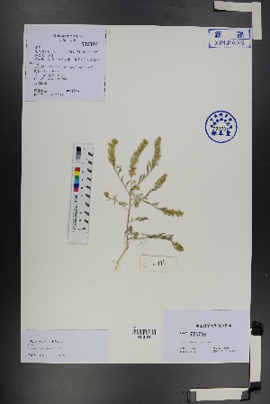  ( - Ge01207)  @11 [ ] CreativeCommons  Attribution Non-Commercial Share-Alike  Unspecified Herbarium of South China Botanical Garden