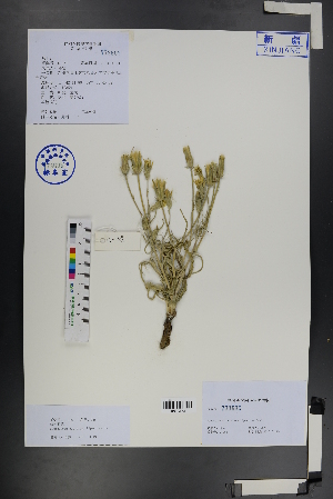  (Scorzonera austriaca - Ge01215)  @11 [ ] CreativeCommons  Attribution Non-Commercial Share-Alike  Unspecified Herbarium of South China Botanical Garden