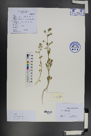  (Nepeta micrantha - Ge01219)  @11 [ ] CreativeCommons  Attribution Non-Commercial Share-Alike  Unspecified Herbarium of South China Botanical Garden